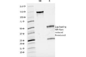 SDS-PAGE Analysis Purified Cyclin A Mouse Monoclonal Antibody (CCNA2/2333). (Cyclin A anticorps)