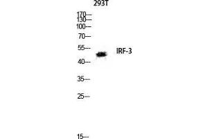 Western Blot (WB) analysis of 293T lysis using IRF-3 antibody.