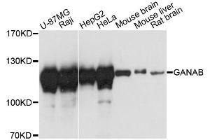 Western blot analysis of extracts of various cell lines, using GANAB antibody. (GANAB anticorps)