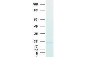 Validation with Western Blot