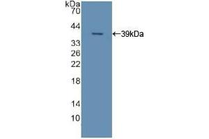 Apolipoprotein C-II 抗体  (AA 13-97)