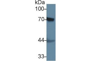 Western blot analysis of Rat Skin lysate, using Rat F2 Antibody (1 µg/ml) and HRP-conjugated Goat Anti-Rabbit antibody ( (Prothrombin anticorps  (AA 201-323))