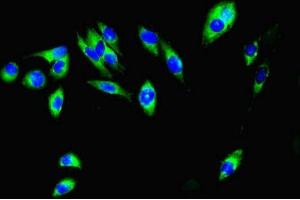 Immunofluorescent analysis of Hela cells using ABIN7156219 at dilution of 1:100 and Alexa Fluor 488-congugated AffiniPure Goat Anti-Rabbit IgG(H+L) (MCL-1 anticorps  (AA 19-244))
