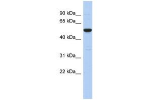 WB Suggested Anti-C9orf75 Antibody Titration: 0. (TPRN anticorps  (Middle Region))
