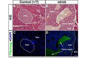 Immunohistochemistry of Anti-Fibronectin Antibody.