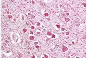 Anti-CEBPG / CEBP Gamma antibody IHC staining of human brain, cortex. (CEBPG anticorps  (AA 139-150))
