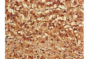 Immunohistochemistry of paraffin-embedded human adrenal gland tissue using ABIN7162924 at dilution of 1:100