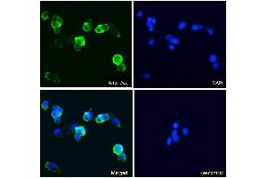 ABIN5539645 Immunofluorescence analysis of paraformaldehyde fixed HepG2 cells, permeabilized with 0. (Doublecortin anticorps  (Internal Region))