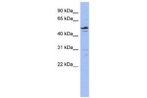WB Suggested Anti-ZNF419  Antibody Titration: 0. (ZNF419 anticorps  (N-Term))