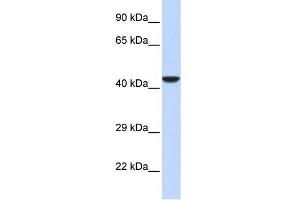 WB Suggested Anti-NMI Antibody Titration:  0. (NMI anticorps  (Middle Region))