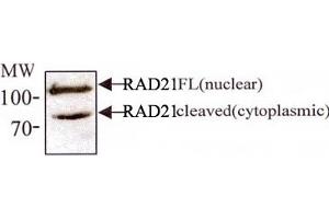 Western blot analysis of RAD21 in 293 cell lysates with RAD21 monoclonal antibody, clone CM110-2C10 . (RAD21 anticorps  (AA 544-631))