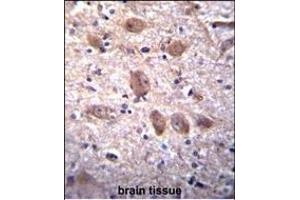 SPG7 Antibody (Center) (ABIN656408 and ABIN2845702) immunohistochemistry analysis in formalin fixed and paraffin embedded human brain tissue followed by peroxidase conjugation of the secondary antibody and DAB staining. (SPG7 anticorps  (AA 115-141))
