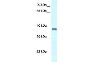 Western Blot showing Pura antibody used at a concentration of 1.