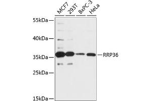 Western blot analysis of extracts of various cell lines, using RRP36 antibody (ABIN7270044) at 1:3000 dilution. (RRP36 anticorps  (AA 1-259))