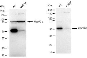 Western blotting analysis using PFKFB3 antibody (ABIN7797431). (Recombinant PFKFB3 anticorps)