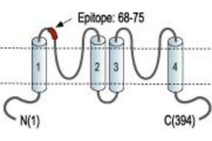 anti-Potassium Channel Subfamily K Member 18 (KCNK18) (1st Extracellular Loop), (AA 62-75) antibody