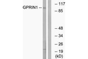 Western Blotting (WB) image for anti-G Protein Regulated Inducer of Neurite Outgrowth 1 (GPRIN1) (AA 231-280) antibody (ABIN2890328) (GPRIN1 anticorps  (AA 231-280))