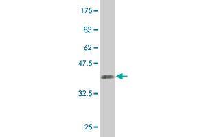 Western Blot detection against Immunogen (36.