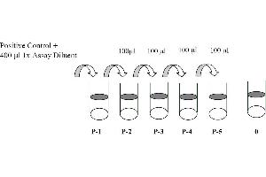 This picture shows the preparation of the positive control. (EPH Receptor B3 Kit ELISA)