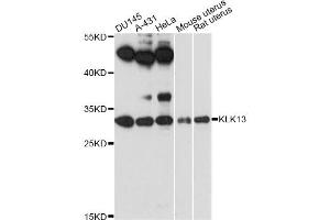 Western blot analysis of extracts of various cell lines, using KLK13 antibody (ABIN6293043) at 1:3000 dilution. (Kallikrein 13 anticorps)