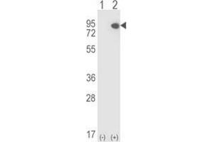 Western blot analysis of ELF4 (arrow) using rabbit polyclonal ELF4 Antibody (N-term).