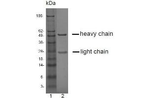 SDS-PAGE analysis of purified LT-3D2 monoclonal antibody. (Prostate Specific Antigen anticorps)