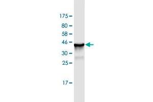 Western Blot detection against Immunogen (36.