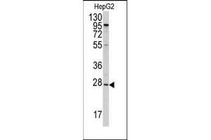 Western blot analysis of anti-APOA1 Antibody (N-term) in HepG2 cell line lysates (35ug/lane). (APOA1 anticorps  (N-Term))