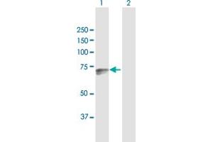 Western Blot analysis of DARS2 expression in transfected 293T cell line by DARS2 MaxPab polyclonal antibody.