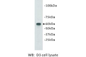 Image no. 1 for anti-Transmembrane Protein 132E (TMEM132E) antibody (ABIN1112940) (TMEM132E anticorps)