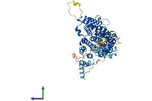 AlphaFold protein structure predicition of Human Recombinant SLC13A3 Protein, UniprotID Q8WWT9