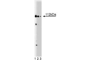 Western blot analysis of Exportin-1 on WI-38 lysate. (XPO1 anticorps  (AA 2-122))