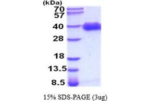 SDS-PAGE (SDS) image for delta-Like 1 Homolog (Drosophila) (DLK1) (AA 24-303) protein (His tag) (ABIN5854443)