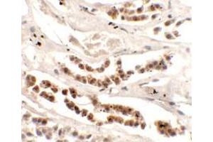Immunohistochemistry of DISP1 in human kidney tissue with DISP1 Antibody (N-term) at 2. (DISP1 anticorps  (N-Term))
