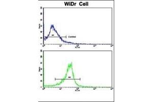 Flow cytometric analysis of widr cells using PRELP Antibody (C-term)(bottom histogram) compared to a negative control cell (top histogram). (PRELP anticorps  (C-Term))