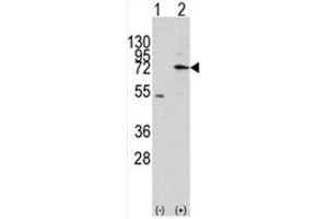 Image no. 1 for anti-Mitochondrial Intermediate Peptidase (MIPEP) (N-Term) antibody (ABIN356962) (MIPEP anticorps  (N-Term))