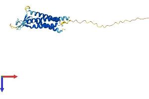 AlphaFold protein structure predicition of Human Recombinant CLDN19 Protein, UniprotID Q8N6F1