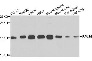 Western blot analysis of extracts of various cells, using RPL36 antibody. (RPL36 anticorps)