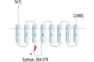 Representative domain view of the target of ABIN7237091. (Solute Carrier Family 39 (Zinc Transporter), Member 14 (SLC39A14) Peptide)