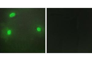 Peptide - +Immunofluorescence analysis of HeLa cells, using FEN1 antibody. (FEN1 anticorps)