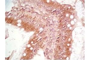Rat intestin tissue was stained by Rabbit Anti-Motilin Prepro (50-70) (Human) Serum (Motilin anticorps  (Preproprotein))
