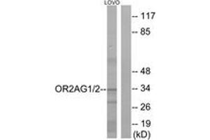 anti-OR2AG1+2 (AA 61-110) antibody