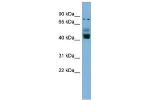 WB Suggested Anti-ZNF620 Antibody Titration:  0. (ZNF620 anticorps  (N-Term))