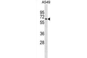 MBOAT7 Antibody (Center) (ABIN1881534 and ABIN2838723) western blot analysis in A549 cell line lysates (35 μg/lane).