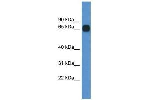 Western Blot showing Cpne6 antibody used at a concentration of 1. (CPNE6 anticorps  (C-Term))