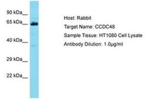 Image no. 1 for anti-Coiled-Coil Domain Containing 48 (CCDC48) (AA 319-368) antibody (ABIN6750680) (EFCC1 anticorps  (AA 319-368))