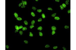 Immunofluorescence (IF) image for anti-Tripartite Motif Containing 28 (TRIM28) (AA 1-50) antibody (ABIN7448920) (KAP1 anticorps  (AA 1-50))