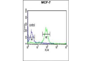 Flow cytometric analysis of MCF-7 cells using FAM44B Antibody (C-term) Cat. (BOD1 anticorps  (C-Term))