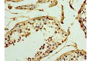 Immunohistochemistry of paraffin-embedded human testis tissue using ABIN7159831 at dilution of 1:100