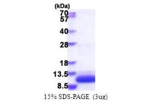 SDS-PAGE (SDS) image for G Protein gamma Transducing Activity Polypeptide 1 (GNGT1) (AA 1-71) protein (His tag) (ABIN5853881)